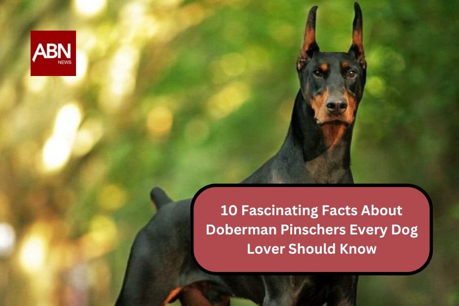 10 Fascinating Facts About Doberman Pinschers Every Dog Lover Should Know