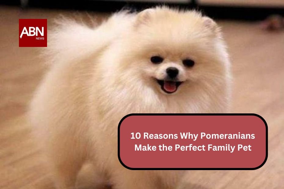 10 Reasons Why Pomeranians Make the Perfect Family Pet