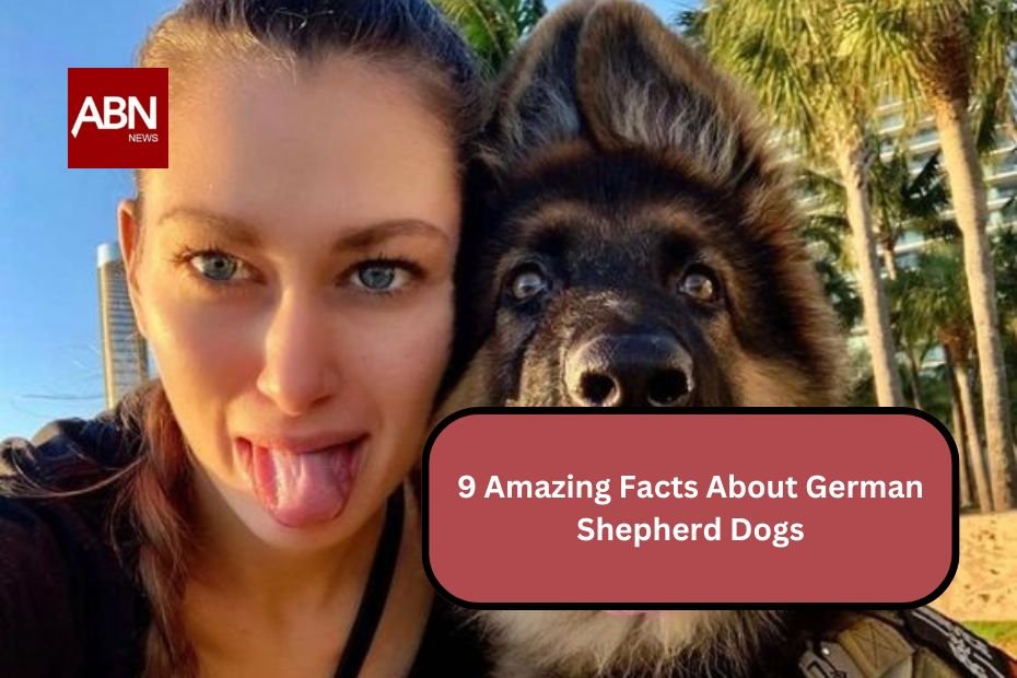 9 Amazing Facts About German Shepherd Dogs