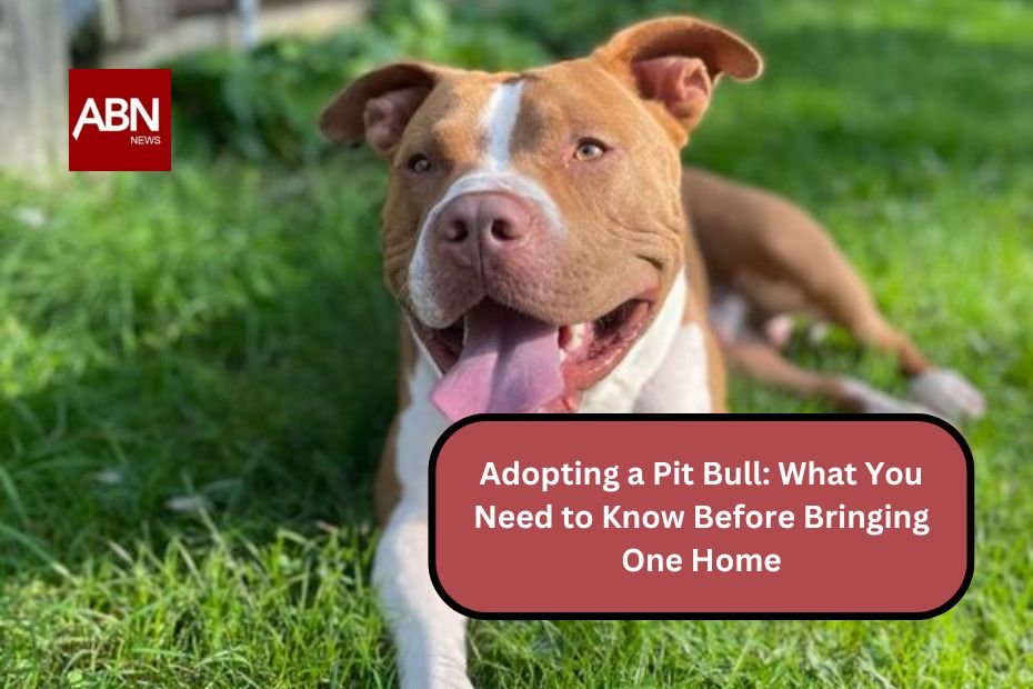 Adopting a Pit Bull: What You Need to Know Before Bringing One Home