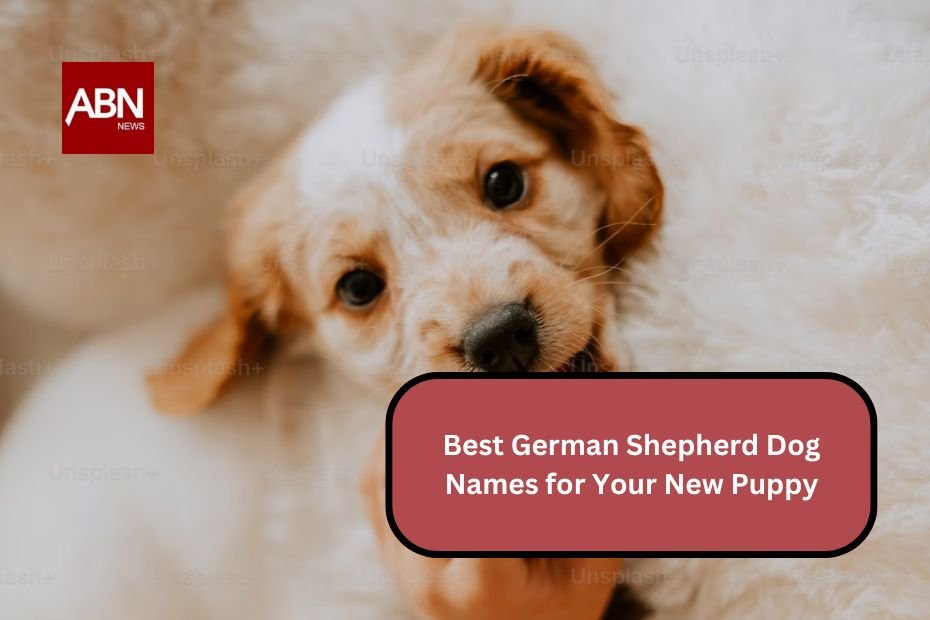 Best German Shepherd Dog Names for Your New Puppy