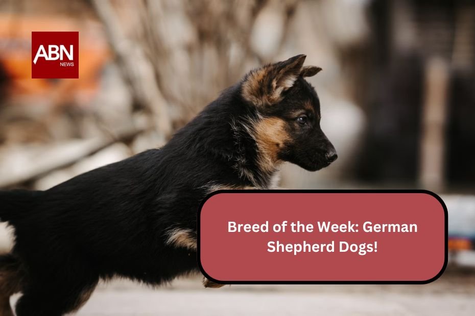 Breed of the Week: German Shepherd Dogs!