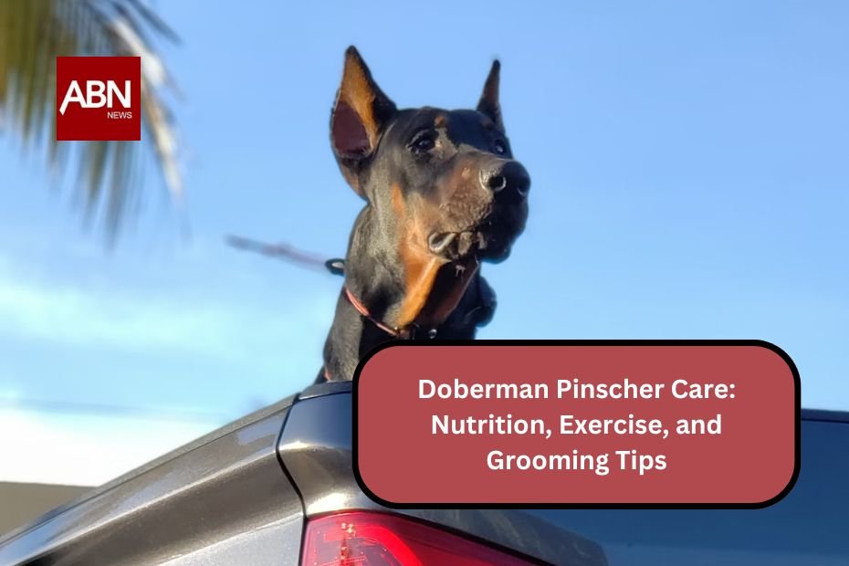 Doberman Pinscher Care: Nutrition, Exercise, and Grooming Tips