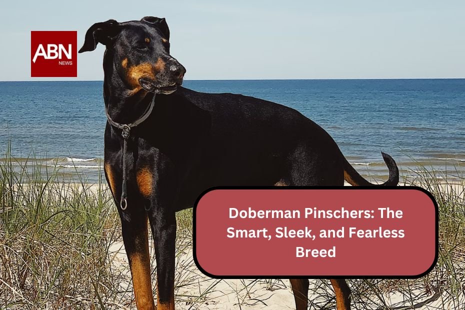 Doberman Pinschers: The Smart, Sleek, and Fearless Breed