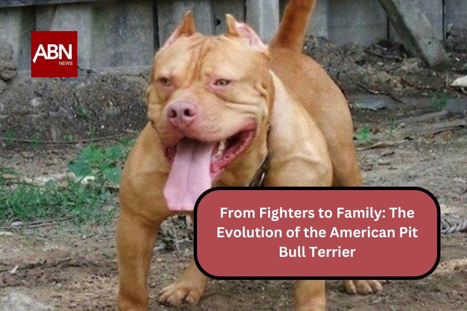 From Fighters to Family: The Evolution of the American Pit Bull Terrier