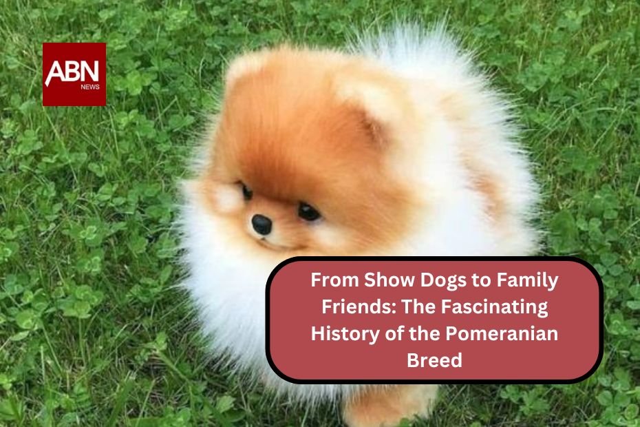 From Show Dogs to Family Friends: The Fascinating History of the Pomeranian Breed