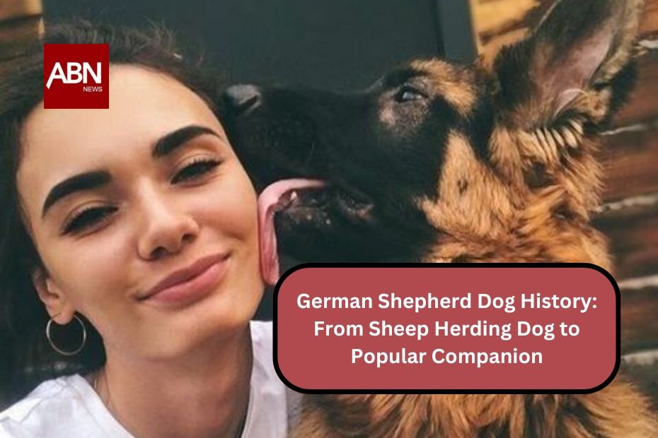 German Shepherd Dog History: From Sheep Herding Dog to Popular Companion