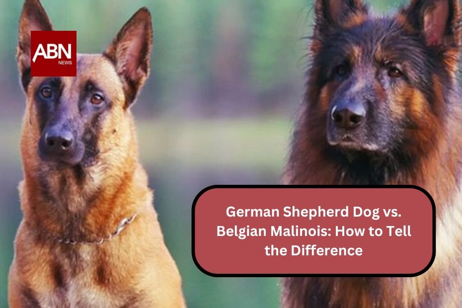 German Shepherd Dog vs. Belgian Malinois: How to Tell the Difference