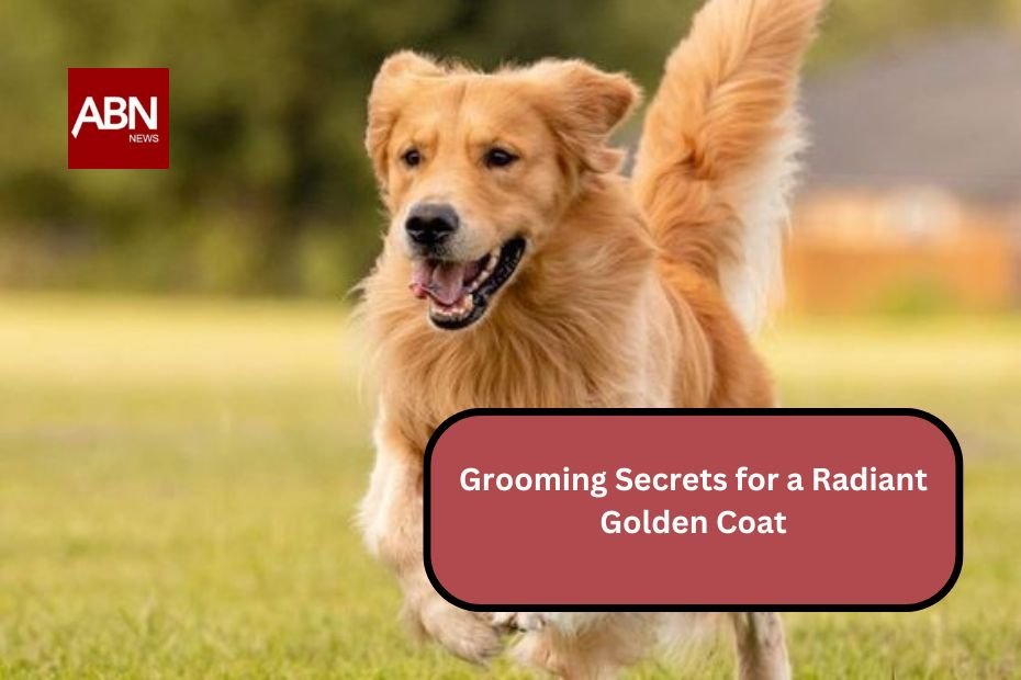 Grooming Secrets for a Radiant Golden Coat