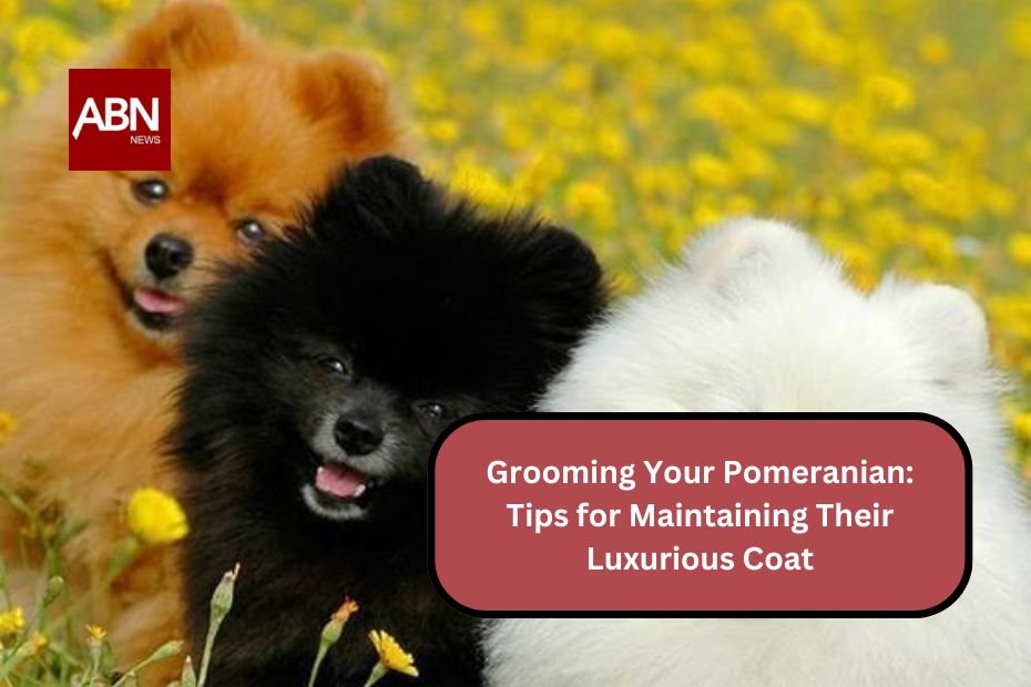 Grooming Your Pomeranian: Tips for Maintaining Their Luxurious Coat