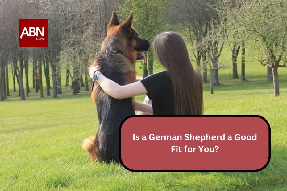 Is a German Shepherd a Good Fit for You?