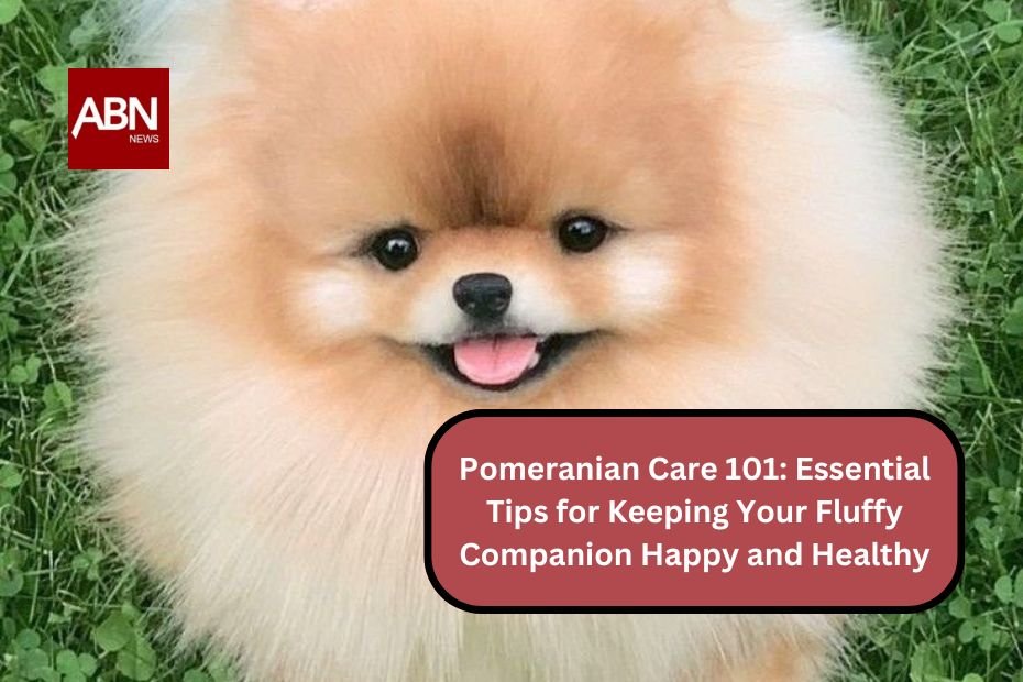 Pomeranian Care 101: Essential Tips for Keeping Your Fluffy Companion Happy and Healthy