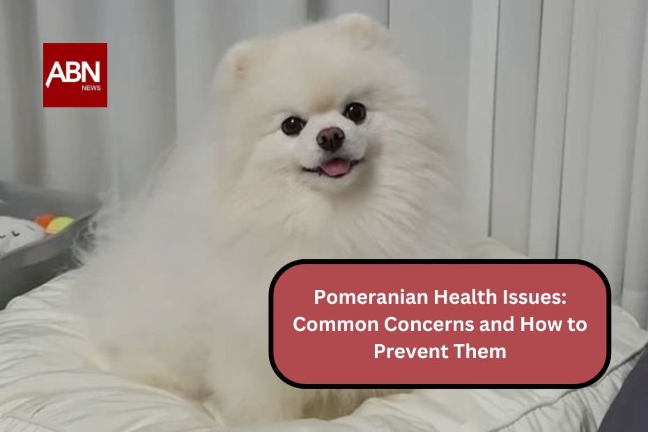 Pomeranian Health Issues: Common Concerns and How to Prevent Them