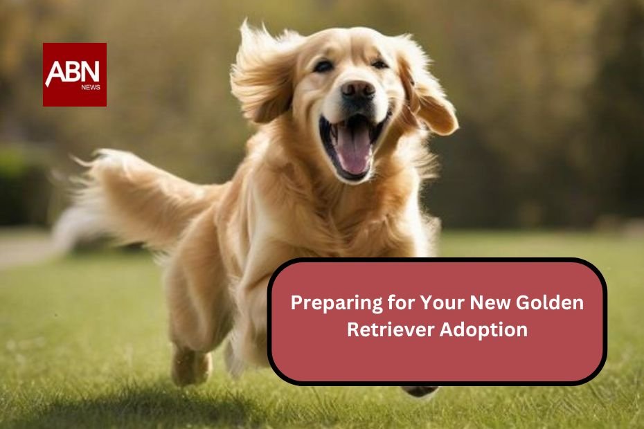 Preparing for Your New Golden Retriever Adoption