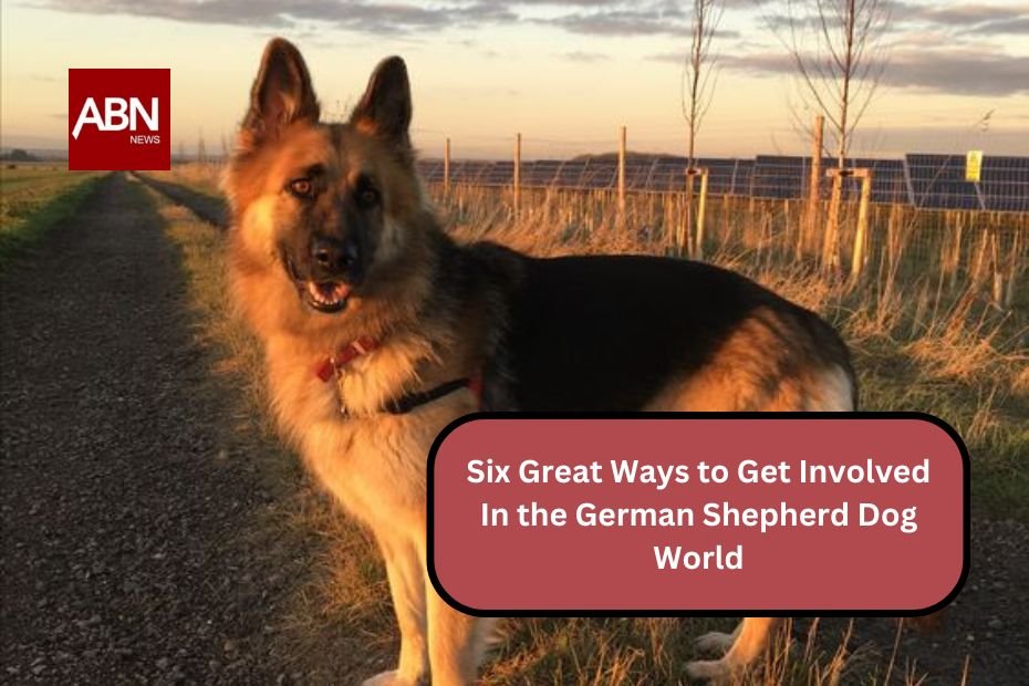 Six Great Ways to Get Involved In the German Shepherd Dog World