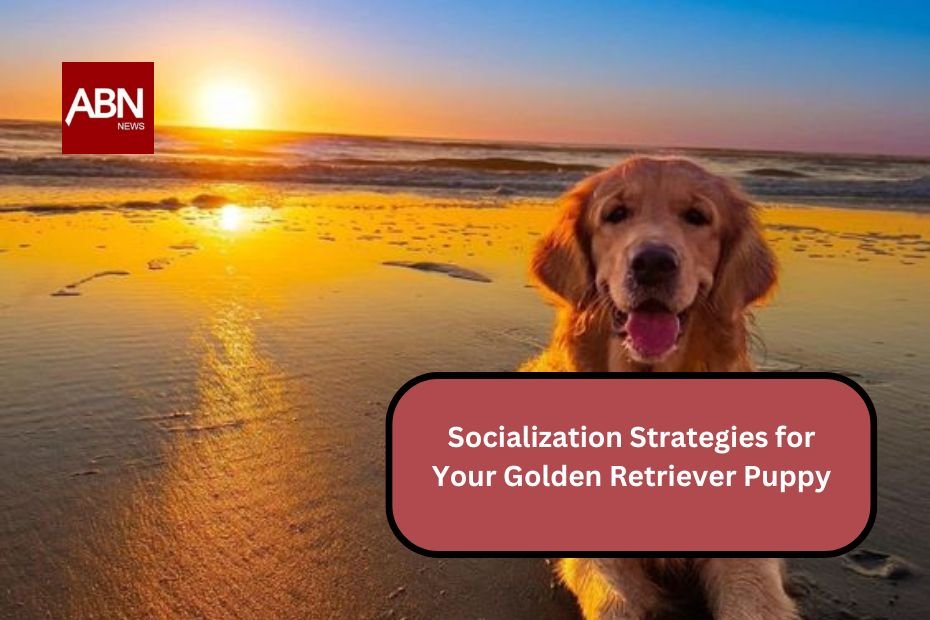 Socialization Strategies for Your Golden Retriever Puppy