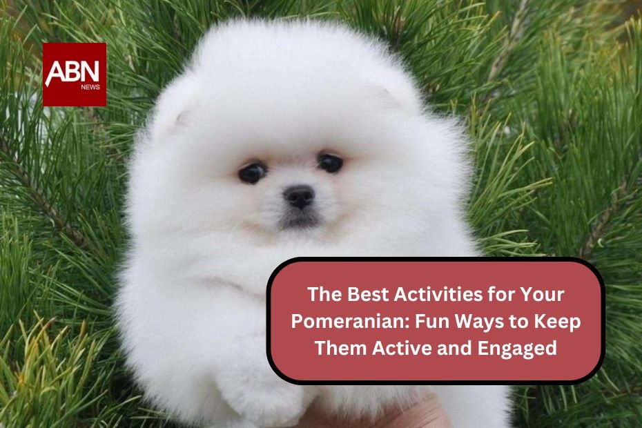 The Best Activities for Your Pomeranian: Fun Ways to Keep Them Active and Engaged