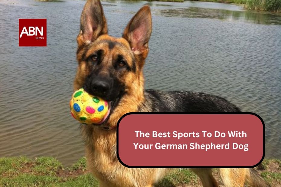 The Best Sports To Do With Your German Shepherd Dog