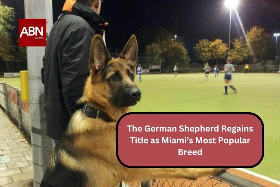 The German Shepherd Regains Title as Miami’s Most Popular Breed