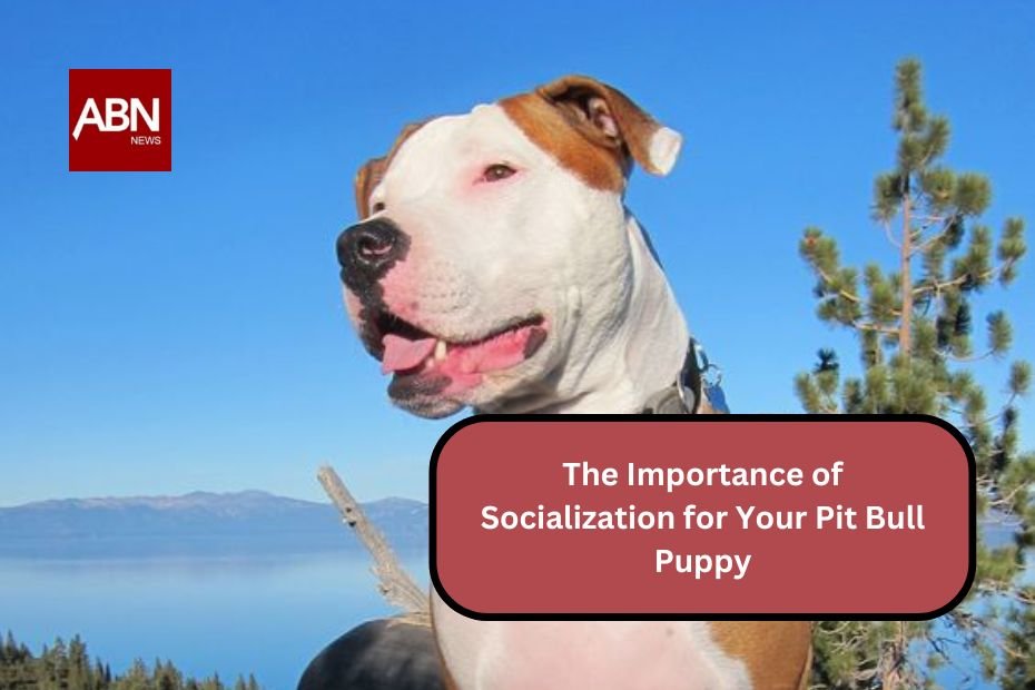 The Importance of Socialization for Your Pit Bull Puppy