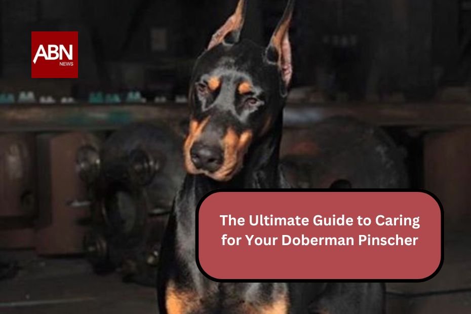 The Ultimate Guide to Caring for Your Doberman Pinscher