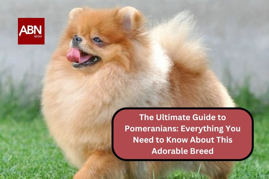 The Ultimate Guide to Pomeranians: Everything You Need to Know About This Adorable Breed