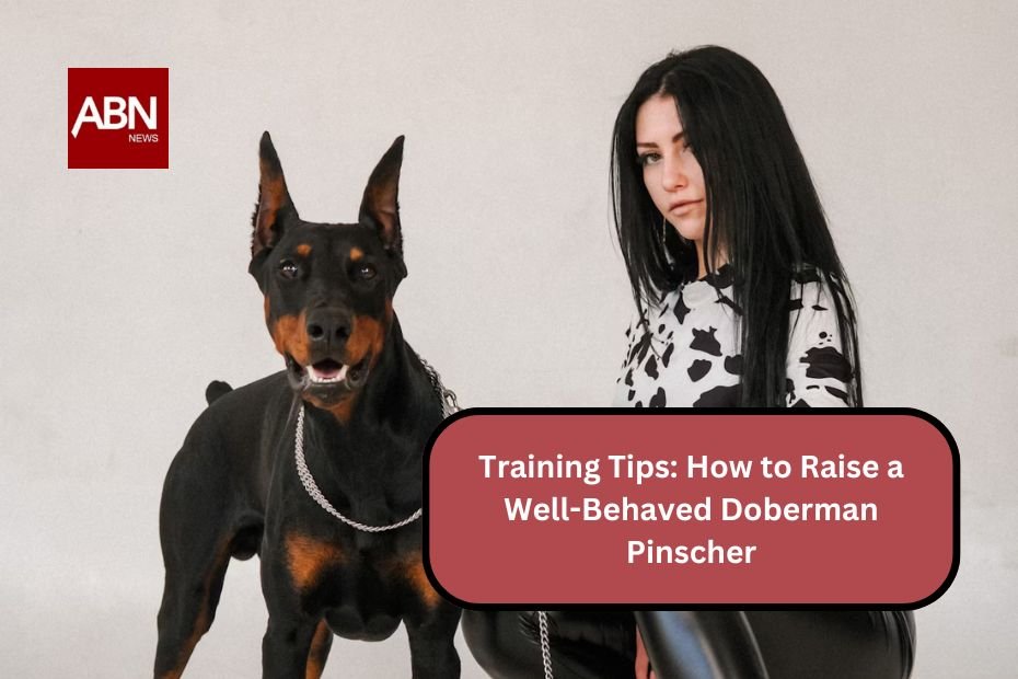 Training Tips: How to Raise a Well-Behaved Doberman Pinscher