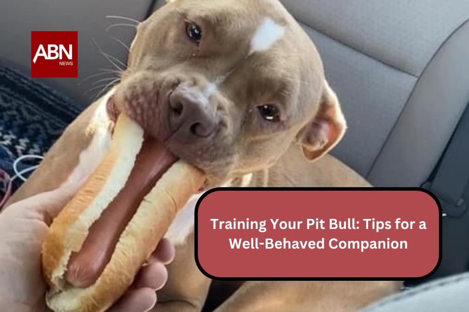 Training Your Pit Bull: Tips for a Well-Behaved Companion