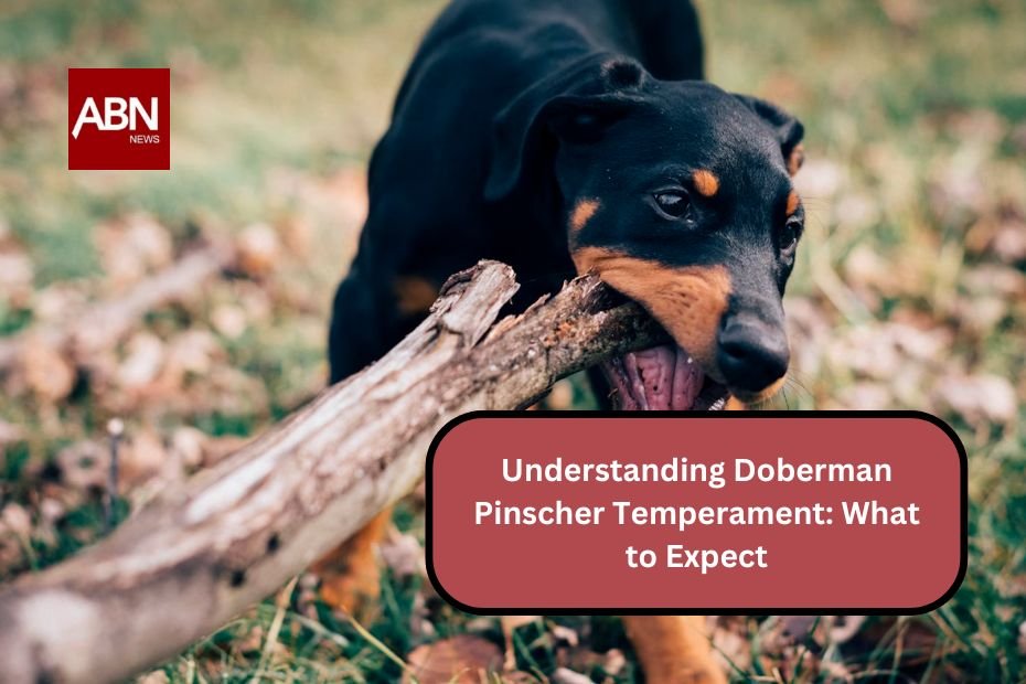 Understanding Doberman Pinscher Temperament: What to Expect