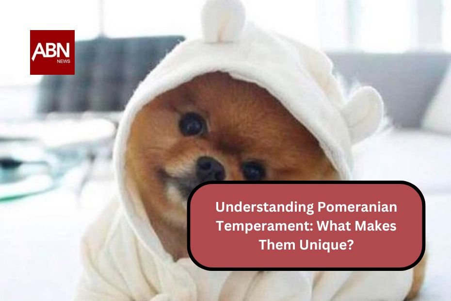 Understanding Pomeranian Temperament: What Makes Them Unique?