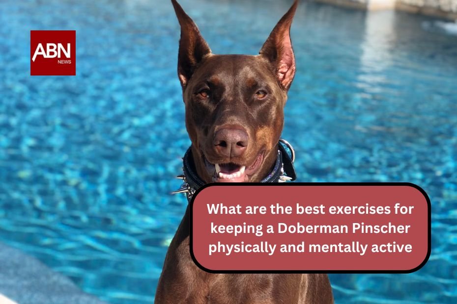 What are the best exercises for keeping a Doberman Pinscher physically and mentally active