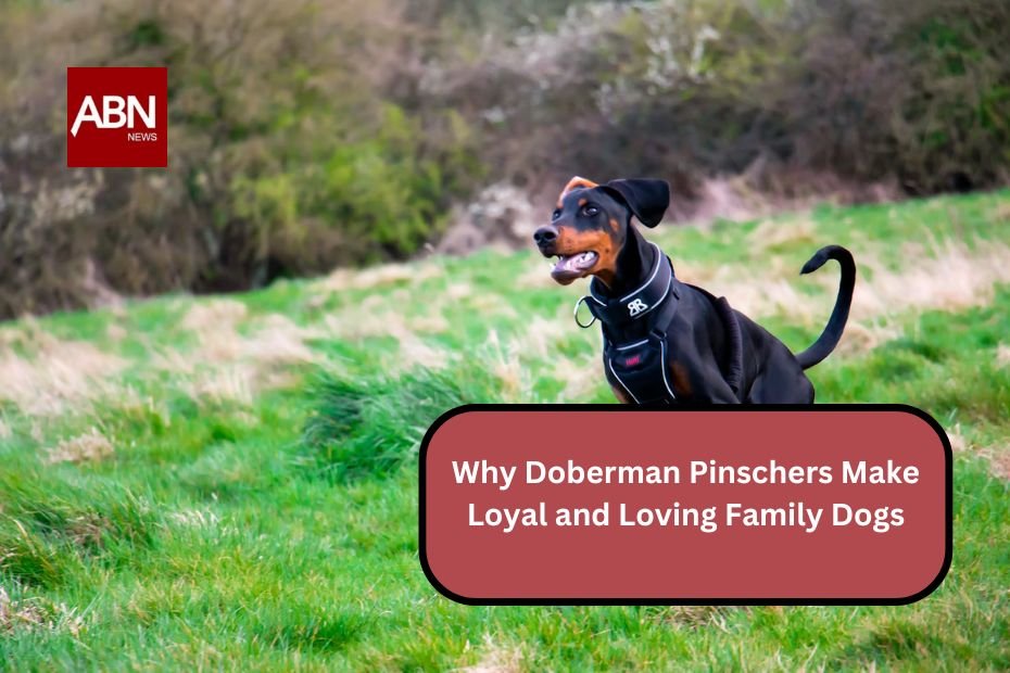 Why Doberman Pinschers Make Loyal and Loving Family Dogs